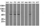 PPP5C Antibody in Western Blot (WB)