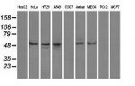 PPP5C Antibody in Western Blot (WB)