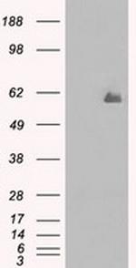 PPP5C Antibody in Western Blot (WB)