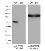 PPP5C Antibody in Western Blot (WB)