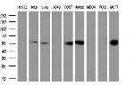 PPP5C Antibody in Western Blot (WB)