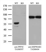 PPP5C Antibody in Western Blot (WB)