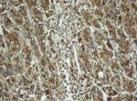 PPT1 Antibody in Immunohistochemistry (Paraffin) (IHC (P))