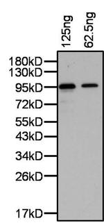 PRDM14 Antibody in Western Blot (WB)