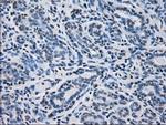 PRDX4 Antibody in Immunohistochemistry (Paraffin) (IHC (P))