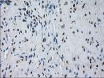 PRDX4 Antibody in Immunohistochemistry (Paraffin) (IHC (P))