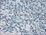 PRDX4 Antibody in Immunohistochemistry (Paraffin) (IHC (P))