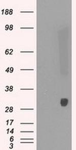 PRDX4 Antibody in Western Blot (WB)