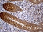 PRDX5 Antibody in Immunohistochemistry (Paraffin) (IHC (P))