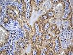 PRDX5 Antibody in Immunohistochemistry (Paraffin) (IHC (P))