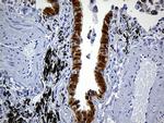 PRDX5 Antibody in Immunohistochemistry (Paraffin) (IHC (P))