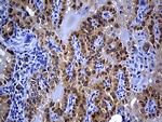 PRDX5 Antibody in Immunohistochemistry (Paraffin) (IHC (P))