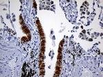 PRDX5 Antibody in Immunohistochemistry (Paraffin) (IHC (P))