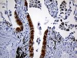 PRDX5 Antibody in Immunohistochemistry (Paraffin) (IHC (P))