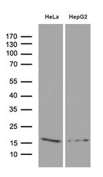 PRDX5 Antibody in Western Blot (WB)