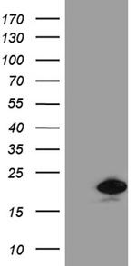 PRDX5 Antibody in Western Blot (WB)