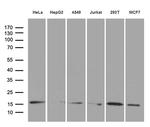 PRDX5 Antibody in Western Blot (WB)