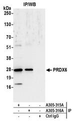 PRDX6 Antibody in Western Blot (WB)