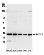 PRDX6 Antibody in Western Blot (WB)