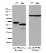 PRKAR1A Antibody in Western Blot (WB)