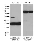 PRKAR2A Antibody in Western Blot (WB)