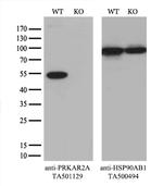 PRKAR2A Antibody in Western Blot (WB)