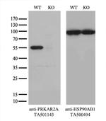 PRKAR2A Antibody in Western Blot (WB)