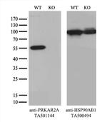 PRKAR2A Antibody in Western Blot (WB)