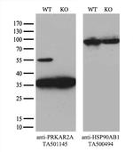 PRKAR2A Antibody in Western Blot (WB)