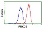 PRKCE Antibody in Flow Cytometry (Flow)