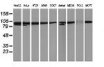 PRKCE Antibody in Western Blot (WB)