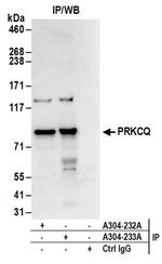 PRKCQ Antibody in Western Blot (WB)