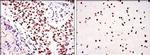 DNA-PK Antibody in Immunohistochemistry (Paraffin) (IHC (P))