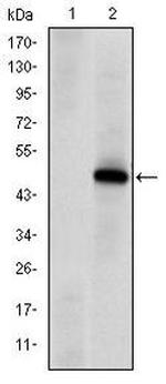 DNA-PK Antibody in Western Blot (WB)