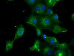 PRL Antibody in Immunocytochemistry (ICC/IF)