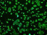 PRL Antibody in Immunocytochemistry (ICC/IF)