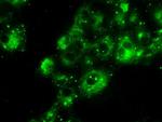 PRL Antibody in Immunocytochemistry (ICC/IF)