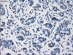 PRL Antibody in Immunohistochemistry (Paraffin) (IHC (P))