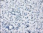 PRL Antibody in Immunohistochemistry (Paraffin) (IHC (P))