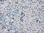 PRL Antibody in Immunohistochemistry (Paraffin) (IHC (P))