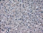 PRL Antibody in Immunohistochemistry (Paraffin) (IHC (P))