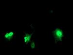 PRMT2 Antibody in Immunocytochemistry (ICC/IF)