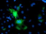 PRMT2 Antibody in Immunocytochemistry (ICC/IF)