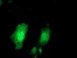 PRMT2 Antibody in Immunocytochemistry (ICC/IF)