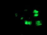 PRMT2 Antibody in Immunocytochemistry (ICC/IF)