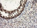 PRMT2 Antibody in Immunohistochemistry (Paraffin) (IHC (P))