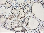 PRMT2 Antibody in Immunohistochemistry (Paraffin) (IHC (P))