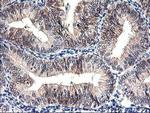 PRMT2 Antibody in Immunohistochemistry (Paraffin) (IHC (P))