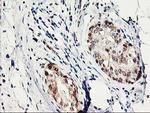 PRMT2 Antibody in Immunohistochemistry (Paraffin) (IHC (P))