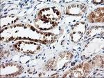 PRMT2 Antibody in Immunohistochemistry (Paraffin) (IHC (P))